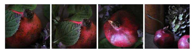 Pomegranates in a polyptych format.